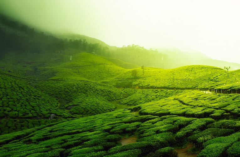 நீலகிரி மாவட்டத்தில் கடும் பனி!