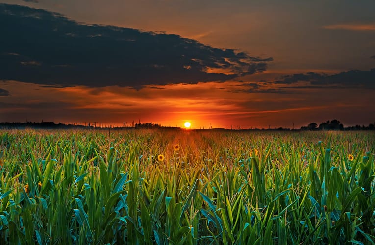 விளைச்சல்