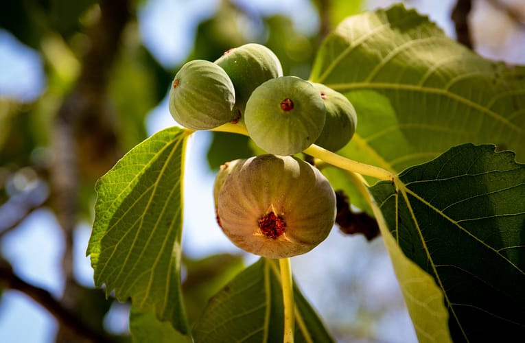 அத்தி மரம்