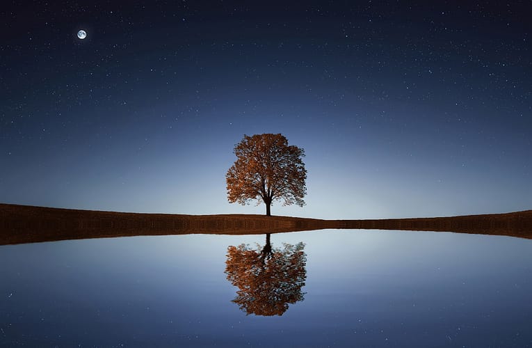 ஒலிவ மரம்