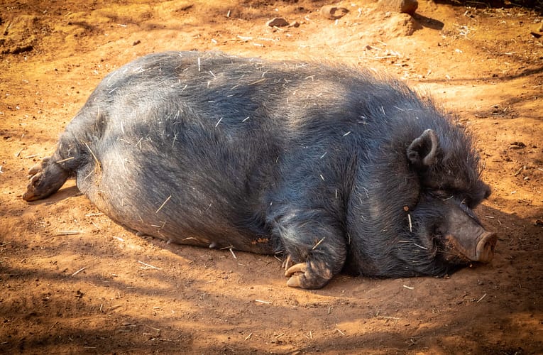 காட்டுப்பன்றியை விரட்ட நட்பான அணுகுமுறை