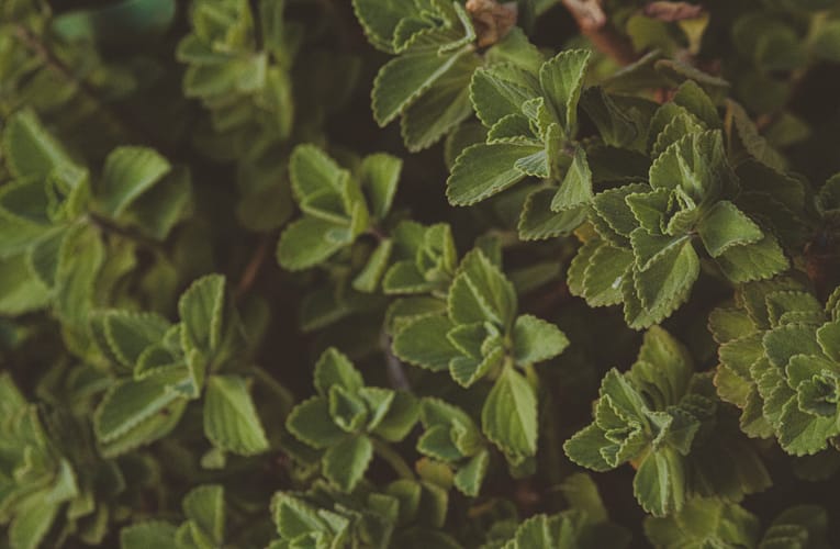 தென்னாப்பிரிக்காவில் பாரம்பரிய மருந்தாகப் பயன்படுத்தப்படும் அன்னிய மருத்துவ தாவரங்கள்