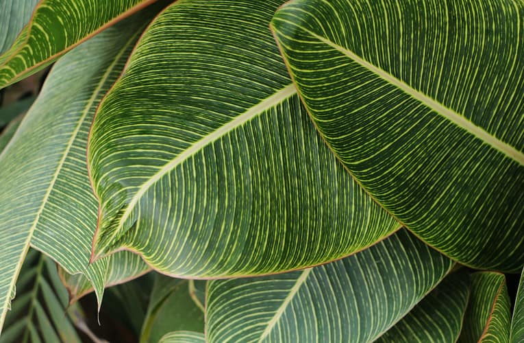 பெலஜிக் கடலோரப் பகுதியில் அடையாளம் காணப்பட்ட பெரிய டயட்டம் தாவரங்கள்