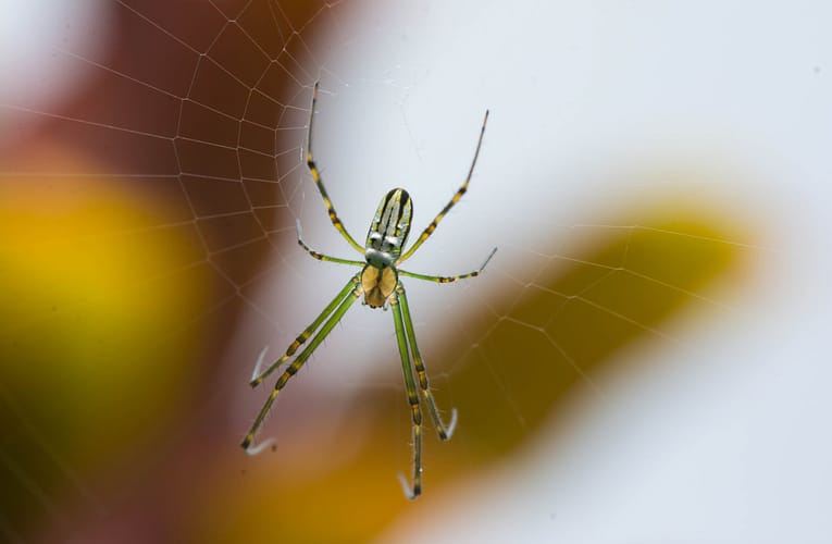 காவிரி டெல்டா பிராந்தியத்தில் சிலந்தி கூட்டம்