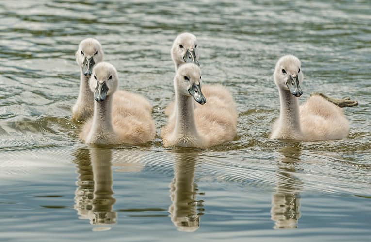 வாத்துகளின் அலை சவாரி