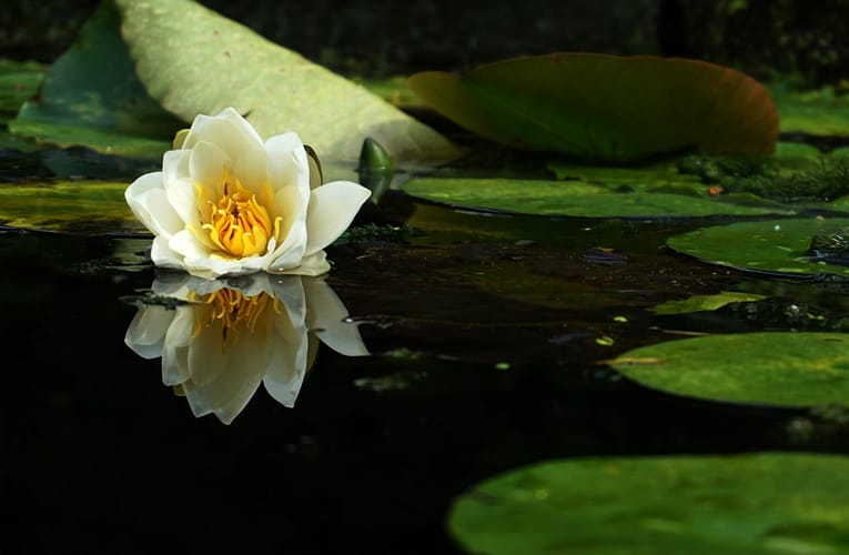 கன உலோக உள்ளடக்கம், ஆஸ்ட்ராகோட் நச்சுத்தன்மை மற்றும் வெப்பமண்டல நன்னீர் ஏரிகளில் இடர் மதிப்பீடு