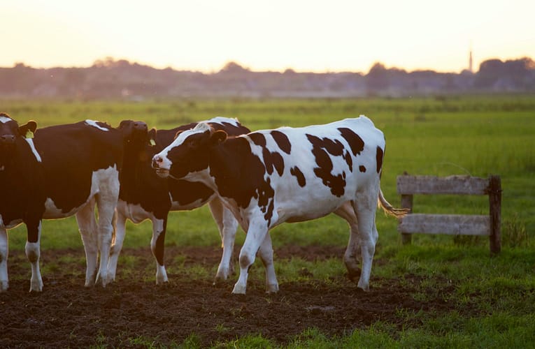காங்கேயம் கால்நடை விவசாயிகளின் சமூக பொருளாதார விவரம்