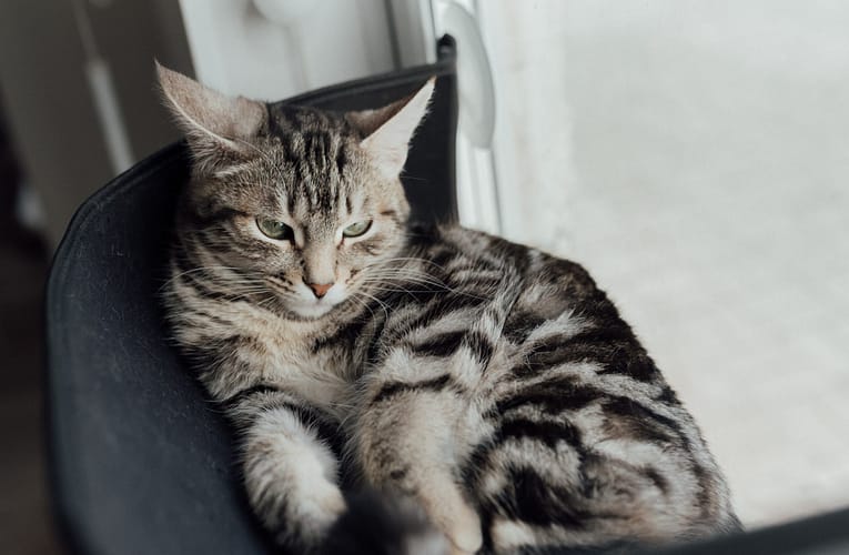 சிறிய பாலூட்டிகளின் நிலை குறித்த ஆய்வு