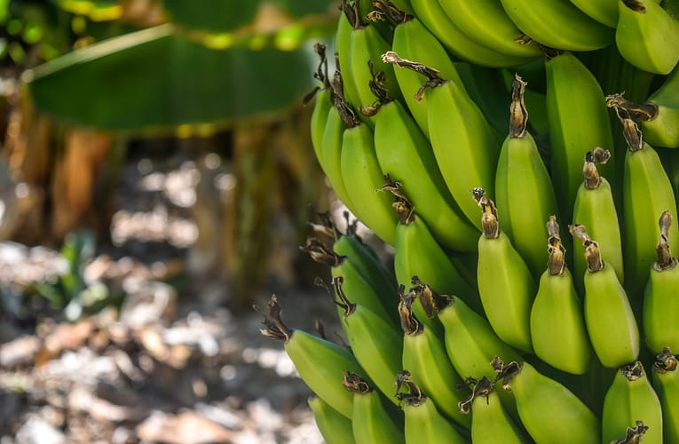 மலை வாழை உற்பத்தி குறித்த பொருளாதார பகுப்பாய்வு