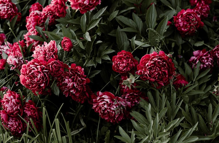 மலர் வளர்ப்புத் துறையில் உற்பத்தி மற்றும் ஏற்றுமதி செயல்திறன்