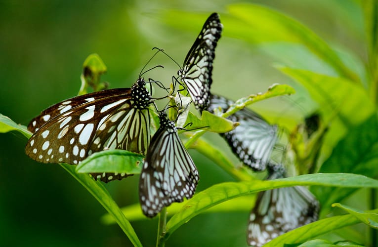 பட்டாம்பூச்சிகள் பற்றிய ஆய்வு