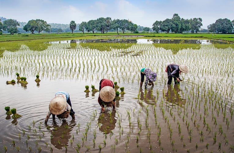 தென்னை மற்றும் அரிசி தொழில்களை மேம்படுத்த நிதி அமைப்பு