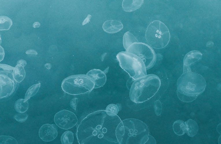 செல்லுலோஸ் நானோஃபைபரின் பயன்கள்