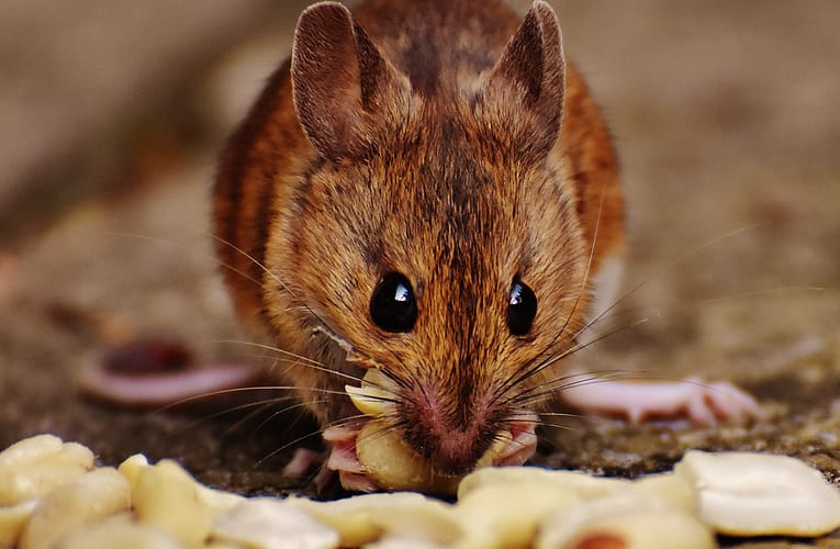 புற்றுநோய் ஆப்டோதெரனோஸ்டிக்ஸிற்கான நானோ பாக்டீரியாவின் வளர்ச்சி