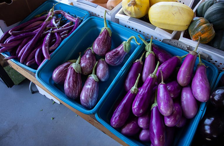 கத்தரிக்காயில் அபியோடிக் காரணியின் தாக்கம்