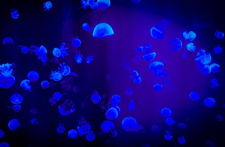 ஆழமான நரம்பு இரத்த உறைவு (Deep Vein Thrombosis – DVT)