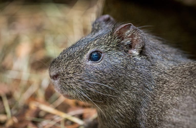 PD-L1 பயோமார்க்கரைக் கண்டறிய அதிக உணர்திறன் கொண்ட SERS உருவாக்குதல்