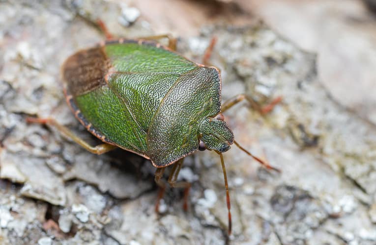 மூட்டை பூச்சி கடித்தல் (Bed Bugs Bite)