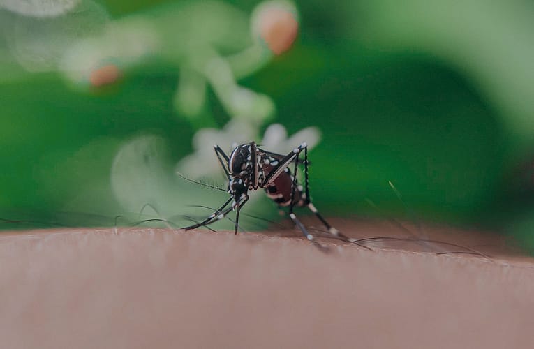 வெஸ்ட் நைல் வைரஸ் (West Nile virus)