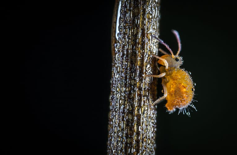 தலை பேன் (Head lice)