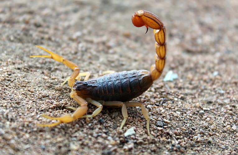 தேள் கொட்டுதல் (Scorpion Sting)